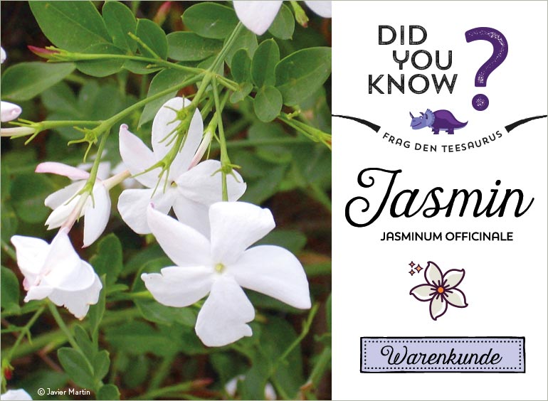 Echter Jasmin (Jasminum officinale)